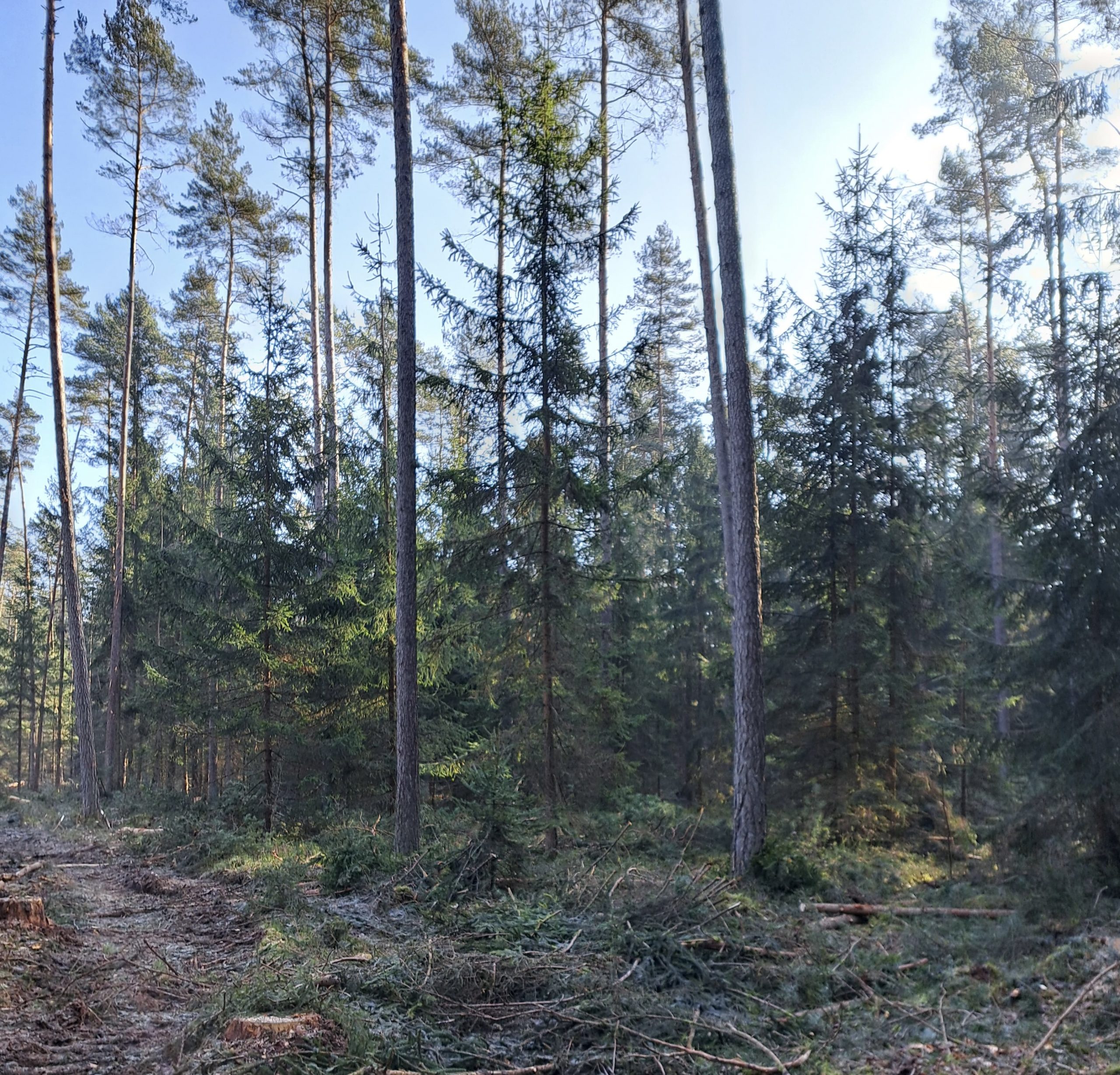 Wald Schwemmer nach Eingriff 2025 – Ansicht 2