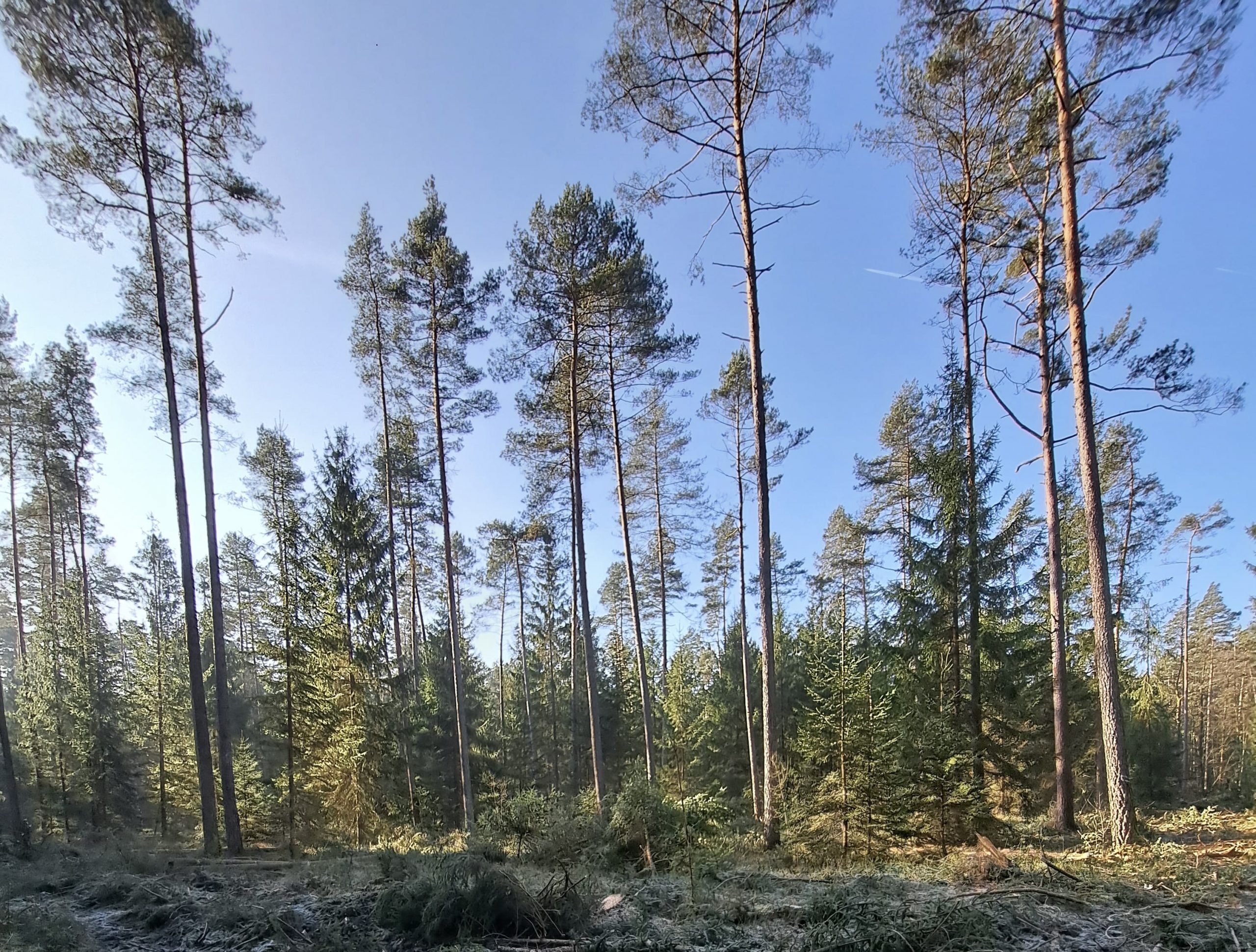 Wald Schwemmer nach Eingriff 2025 – Ansicht 1